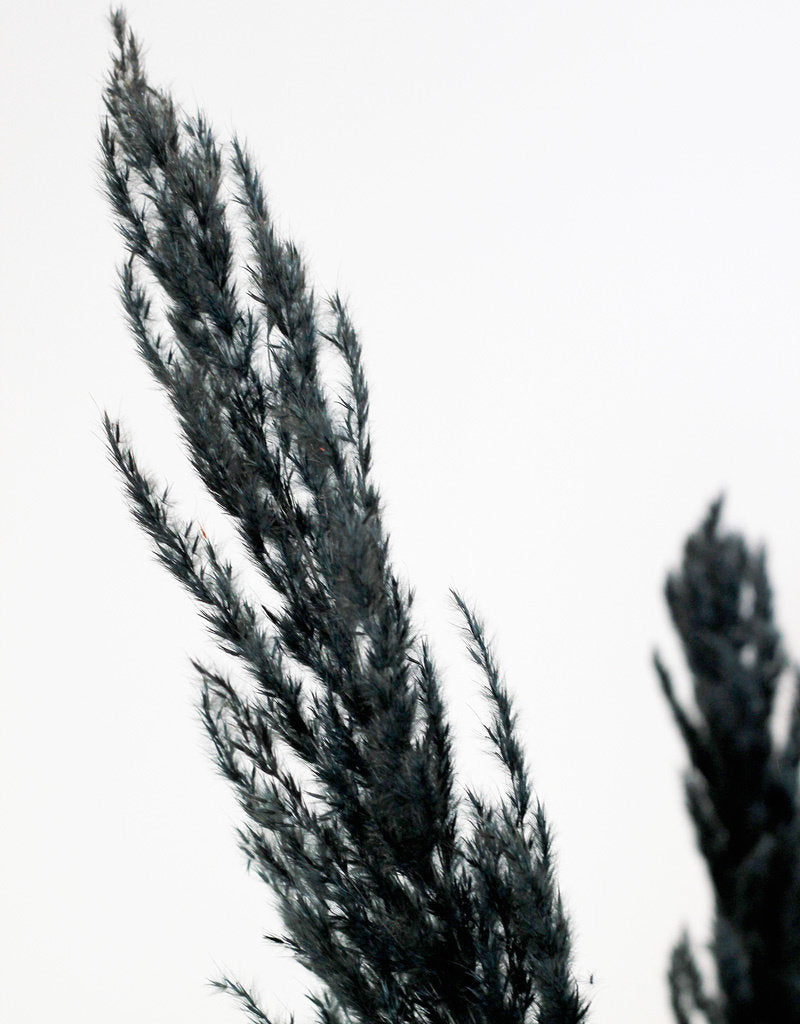 Preserved Pampas Grass, Black