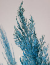 Dried Pampas Grass - Blue, 8 Stems