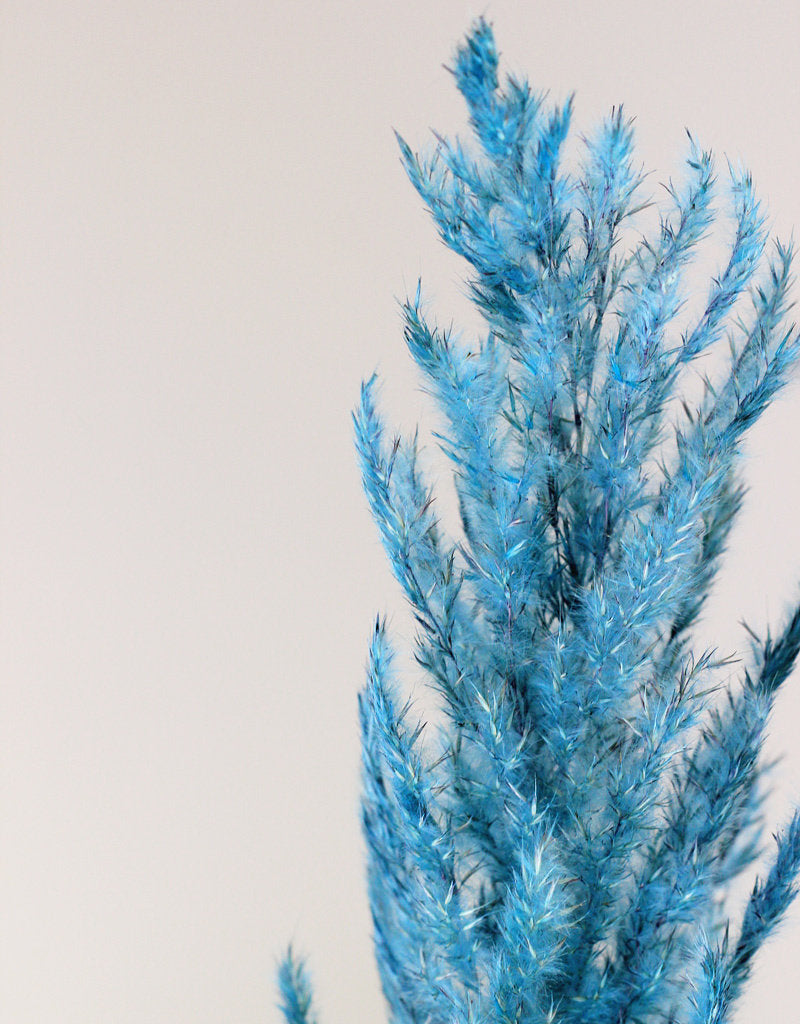 Dried Pampas Grass - Blue, 8 Stems, 120 cm in UK