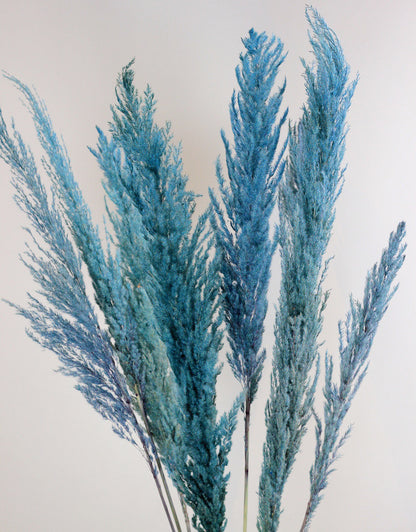 Dried Pampas Grass - Blue, 8 Stems, 120 cm