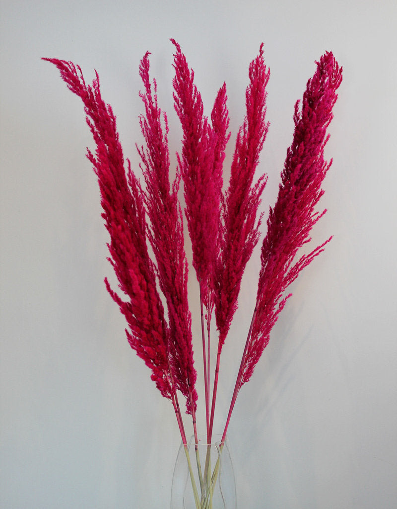 Dried Pampas Grass - Cerise Pink, 8 Stems
