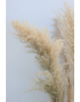 Dried Pampas Grass - Evita Natural, 2 Stems