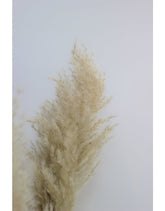 Dried Pampas Grass - Evita Natural, 2 Stems, 140 cm in UK
