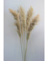 Dried Pampas Grass - Evita Natural, 2 Stems, 140 cm