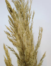 Buy Dried Pampas Grass - Gold, 8 Stems in UK