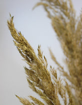 Dried Pampas Grass - Gold, 8 Stems