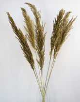 Dried Pampas Grass - Gold, 8 Stems, 120cm