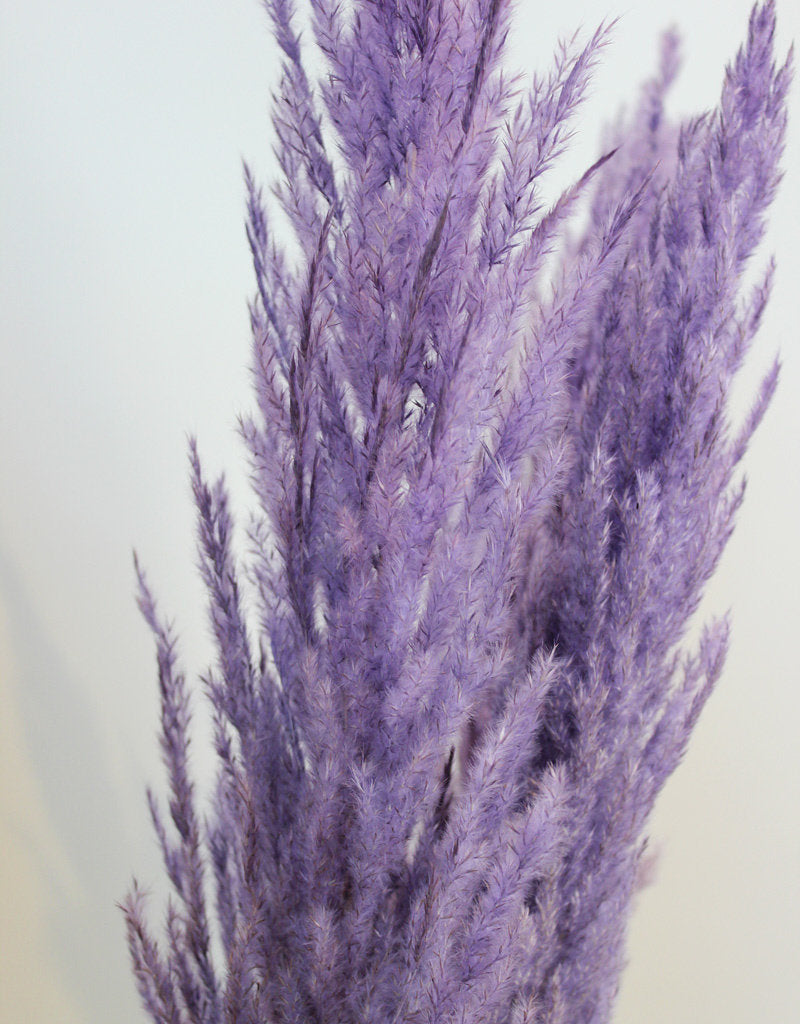 Dried Pampas Grass - Lilac, 8 Stems