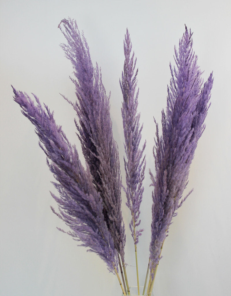 Dried Pampas Grass - Lilac, 8 Stems, 120 cm