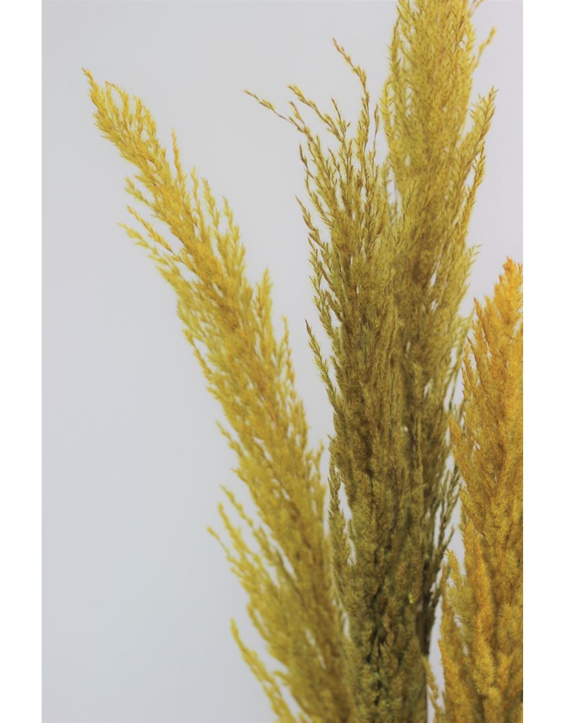 Dried Pampas Grass - Mustard Yellow, 8 Stems, 120 cm in UK