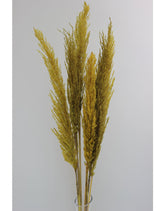 Dried Pampas Grass - Mustard Yellow, 8 Stems, 120 cm