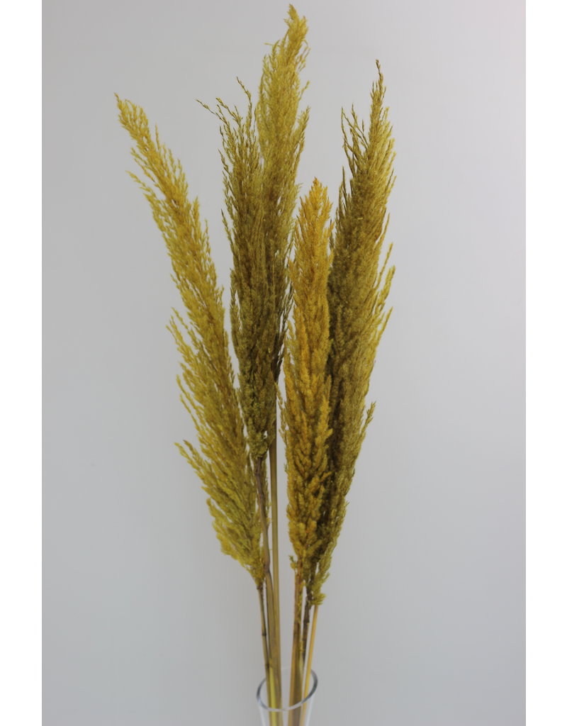 Dried Pampas Grass - Mustard Yellow, 8 Stems, 120 cm