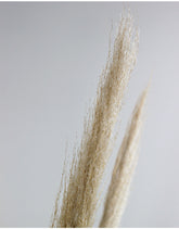 Dried Pampas Grass - Natural, 5 Stems in UK