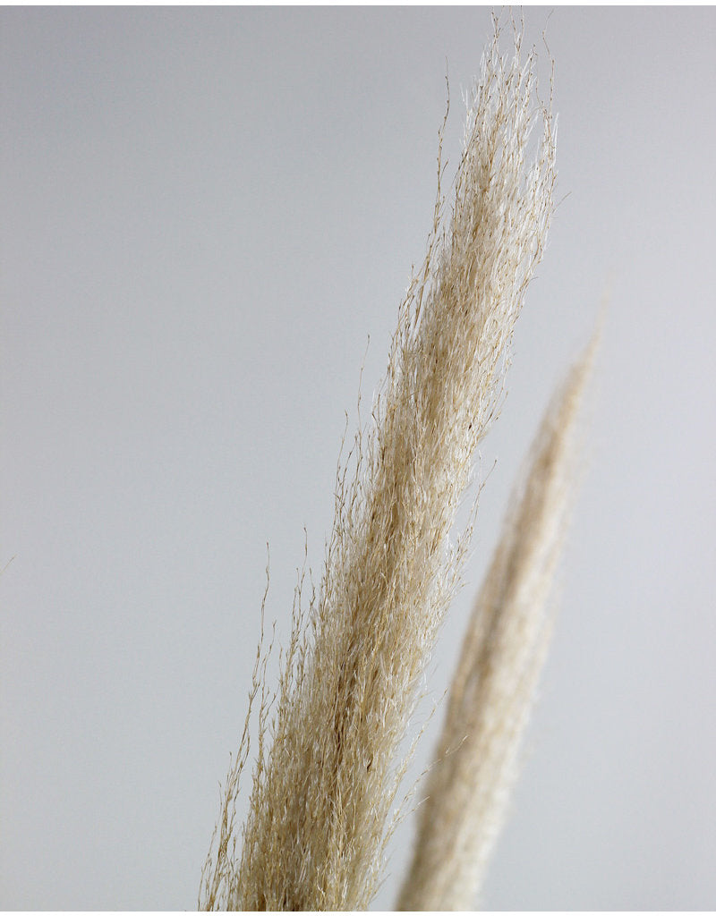 Dried Pampas Grass - Natural, 5 Stems in UK