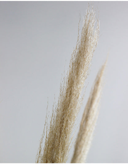 Dried Pampas Grass - Natural, 5 Stems in UK