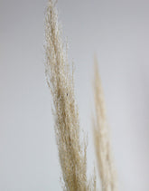 Dried Pampas Grass - Natural, 5 Stems