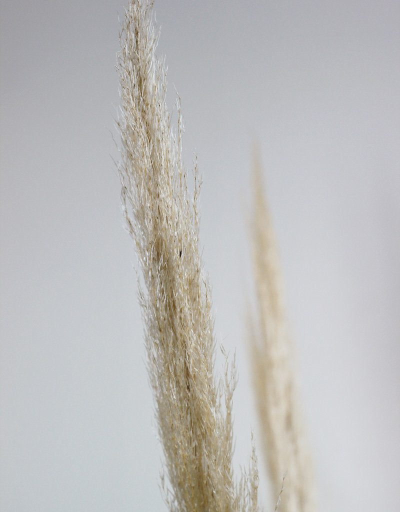 Dried Pampas Grass - Natural, 5 Stems
