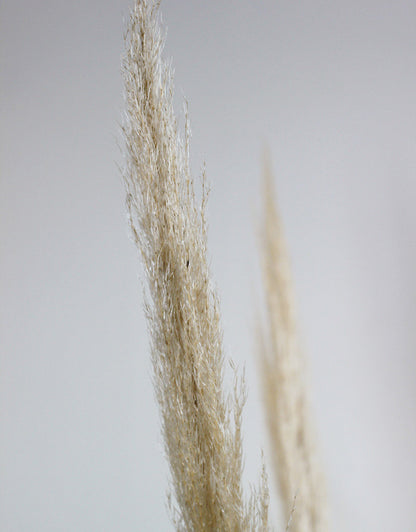 Dried Pampas Grass - Natural, 5 Stems