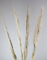 Dried Pampas Grass - Natural, 5 Stems, 100 cm in UK