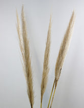 Dried Pampas Grass - Natural, 5 Stems, 100 cm