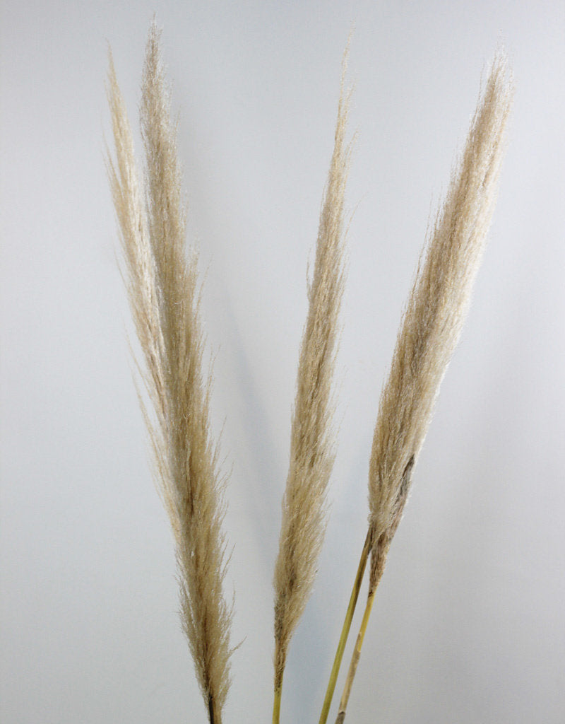 Dried Pampas Grass - Natural, 5 Stems, 100 cm