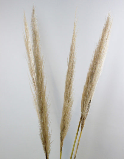 Dried Pampas Grass - Natural, 5 Stems, 100 cm