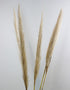 Dried Pampas Grass - Natural, 5 Stems, 100 cm