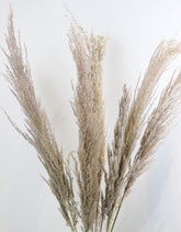 Dried Pampas Grass - Natural, 8 Stems, 120 cm