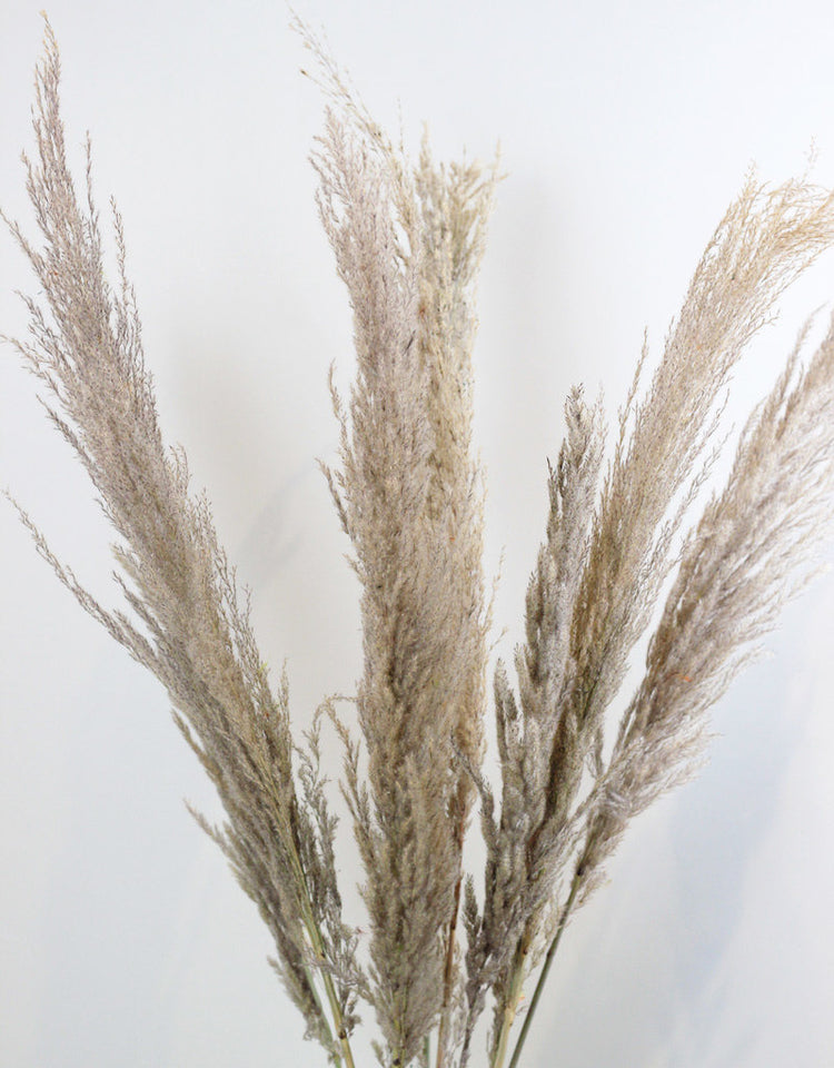 Wholesale Dried Pampas Grass UK | Bulk Discount on Eco-Friendly Pampas ...