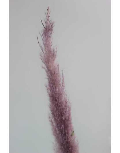 Dried Pampas Grass - Pastel Mix, 3 Stems, 120 cm in UK