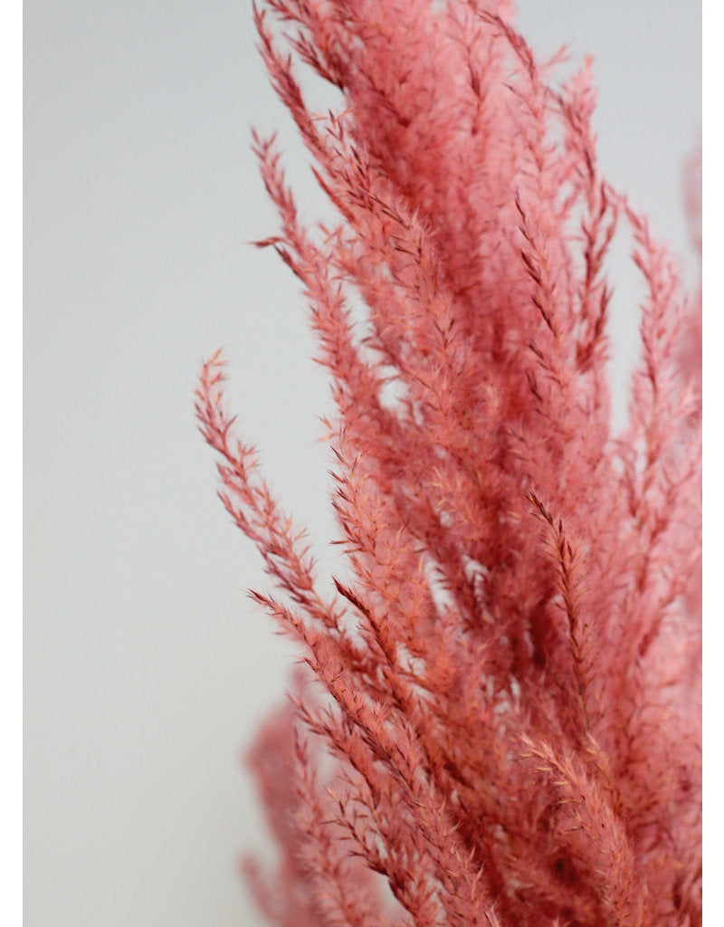 Dried Pampas Grass - Pink, 8 Stems, 120 cm in UK