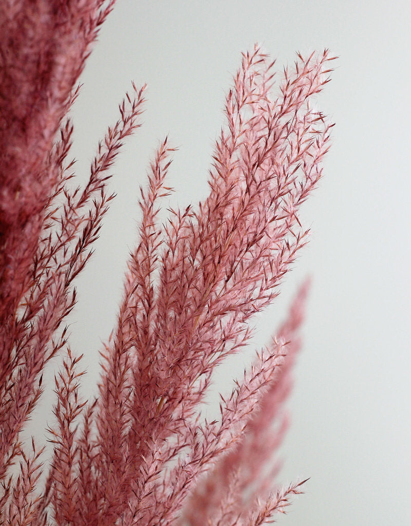 Dried Pampas Grass - Pink, 8 Stems