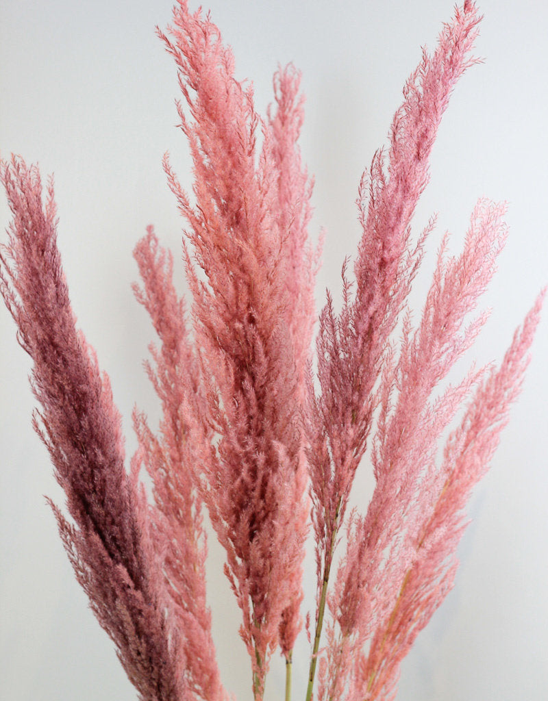 Dried Pampas Grass - Pink, 8 Stems, 120 cm