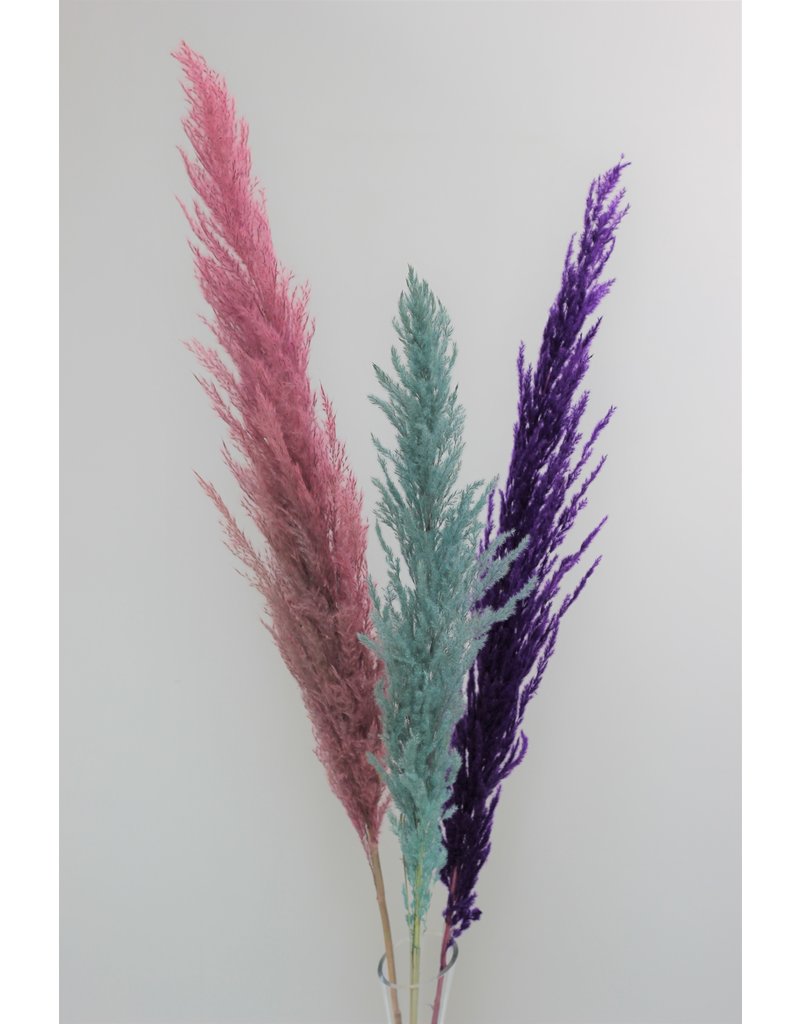 Dried Pampas Grass - Rich Colour Mix, 3 Stems, 120 cm
