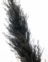 Dried Pampas Grass - Black, XL, 2 Stems