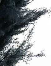 Dried Pampas Grass - Black, XL, 2 Stems, 140 cm in UK