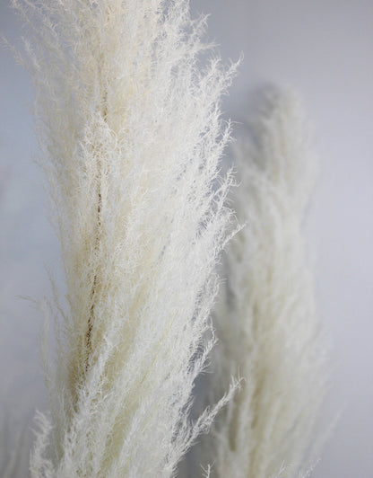 Buy Dried Pampas Grass - Bleached