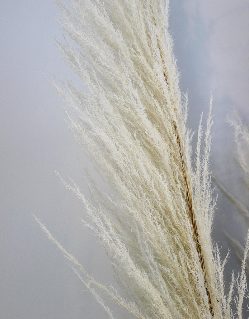 Dried Pampas Grass - Bleached, XL,