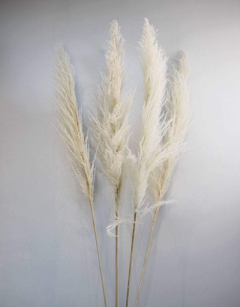 Dried Pampas Grass - Bleached, XL, 2 Stems