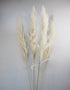 Dried Pampas Grass - Bleached, XL, 2 Stems