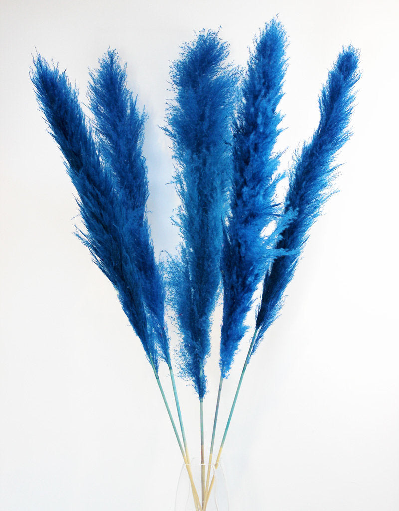 Dried Pampas Grass - Dark Blue, XL, 2 Stems, 140 cm