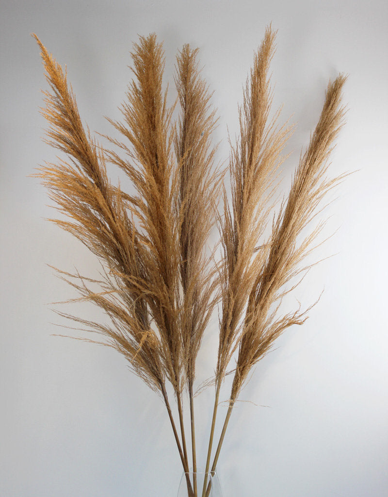 Dried Pampas Grass - Natural Brown, XL, 2 Stems, 140 cm