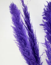 Dried Pampas Grass - Purple, XL, 2 pc