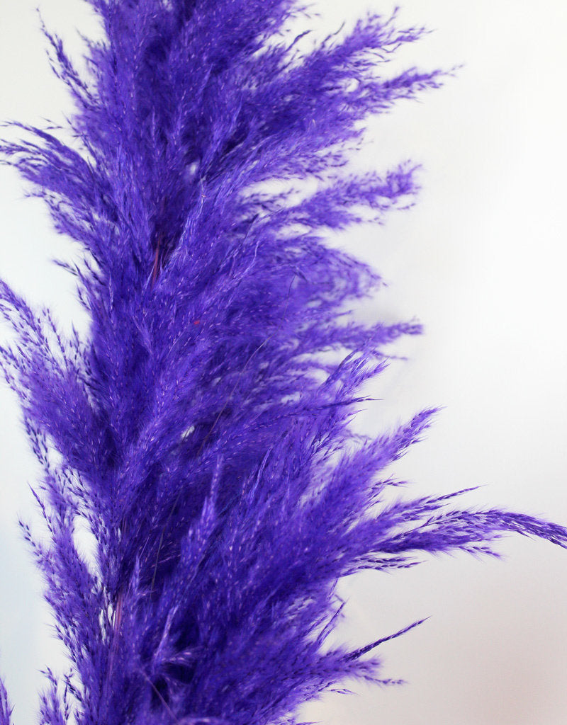 Dried Pampas Grass - Purple, XL, 2 Stems