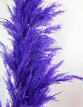 Dried Pampas Grass - Purple, XL, 2 Stems