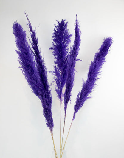 Dried Pampas Grass - Purple, XL, 2 Stems, 140 cm
