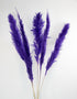 Dried Pampas Grass - Purple, XL, 2 Stems, 140 cm