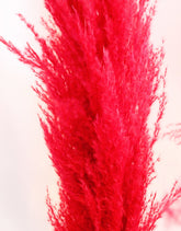 Dried Pampas Grass - Red, XL, 2 Stems, 140 cm in UK