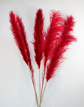 Dried Pampas Grass - Red, XL, 2 Stems, 140 cm