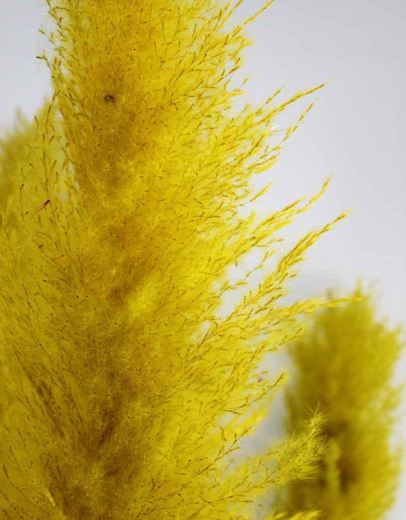 Dried Pampas Grass - Yellow, XL, 2 Stems